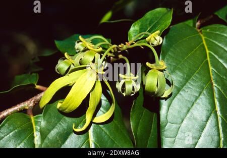 Fleurs jaunes d'arbres Ylang-Ylang, Cananga odorata ou Canaga, ou Canaga parfumé, Macassar-Oil Plant ou parfum Tree Nosy Be Madagascar Banque D'Images