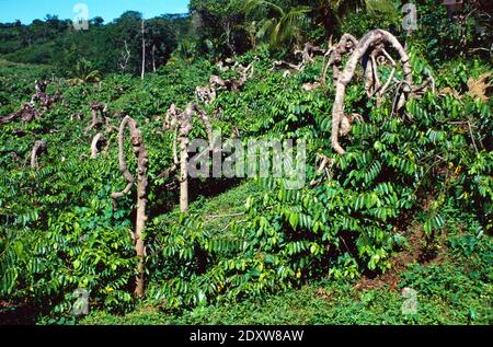 Ylang-Ylang Plantation ou culture de Cananga odorata ou Canaga, ou Canaga parfumé, Macassar-Oil Plant ou parfum Tree Nosy Be Madagascar Banque D'Images