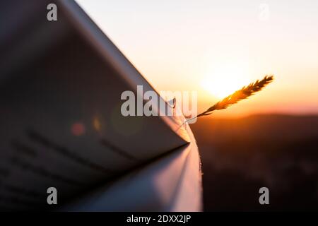 Éducation, voyage, déconnexion, inspiration et sagesse concept. Réservez avec une pointe de blé au coucher du soleil ou au lever du soleil, lumière chaude. Banque D'Images