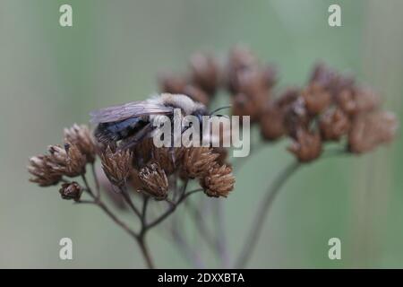 Gros plan d'une grande abeille à feuilles, Megachile ablaisecta , du Gard, France Banque D'Images