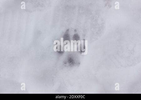 un seul motif de patte de chien dans la neige en hiver, paysage Banque D'Images