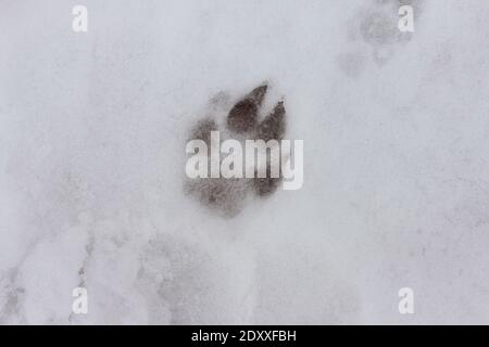 un seul motif de patte de chien dans la neige en hiver, portrait Banque D'Images