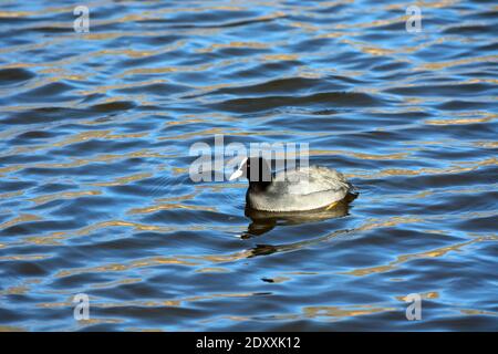 Un coot (Fulica atra) sur une piscine au Tournament Fields Business Park, Warwick, Warwickshire, Royaume-Uni Banque D'Images