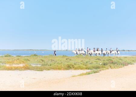 Camargue,France-août 14,2016personnes avec des chevaux blancs : promenades dans le parc de La Camargue en France pendant une journée ensoleillée Banque D'Images