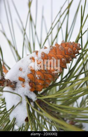 Les cônes de sapin brun poussent sur des branches de pin noble recouvertes de neige blanche en décembre. Banque D'Images