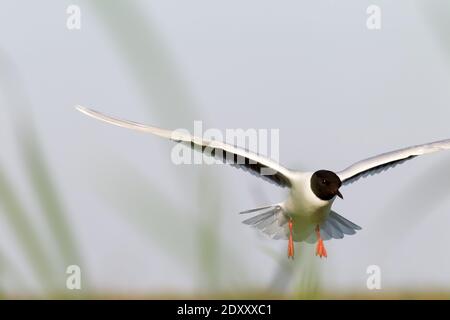 Little Gulls (Larus minutus) en vol. L'oiseau survole le nid dans l'habitat du nid (tourbière de prairie; tourbière de quenouillement - terrestrialisation des carex). R Banque D'Images