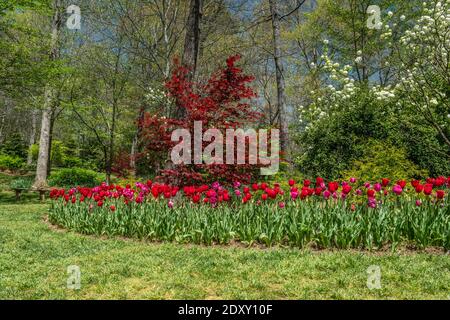 Couleurs vives de printemps dans le parc avec tulipes dans un lit de fleurs entourant les arbres et les buissons nouvellement foliaires avec un ciel bleu un jour ensoleillé je Banque D'Images