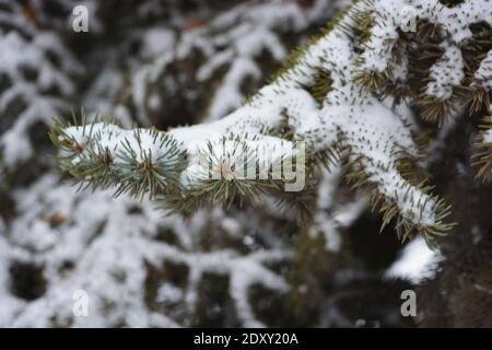 Jeunes branches vertes d'un arbre de Noël, épinette avec de petites épines sous la neige blanche en décembre. Banque D'Images