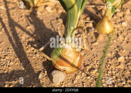 Culture d'oignons dans une ferme, une nourriture de saison, dans les zones agricoles entourant Gallur, une ville d'Aragon, Espagne. Secteur primaire, agriculture. Banque D'Images