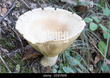 Photo d'un champignon, Infundibulicybe gibba, en Italie Banque D'Images