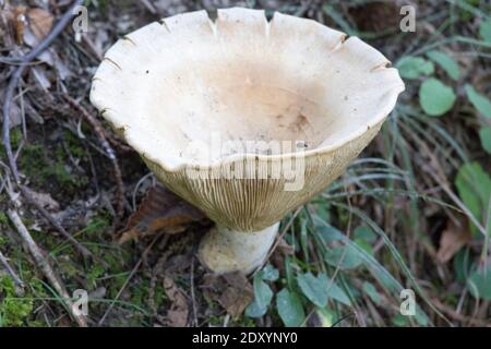 Photo d'un champignon, Infundibulicybe gibba, en Italie Banque D'Images