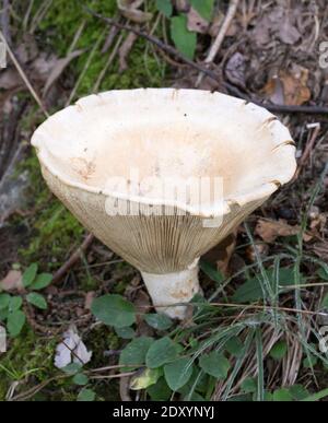 Photo d'un champignon, Infundibulicybe gibba, en Italie Banque D'Images