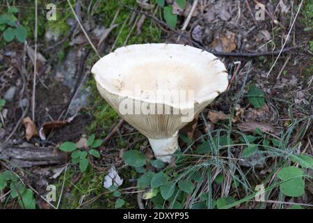 Photo d'un champignon, Infundibulicybe gibba, en Italie Banque D'Images