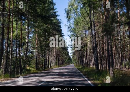 Vue en perspective d'une route asphaltée à deux voies au milieu d'une forêt de pins par une belle journée d'été, l'ombre de grands arbres tombe sur la route Banque D'Images