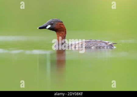 Little Grebe (Tachybaptus ruficollis), vue latérale d'un adulte dans l'eau, Campanie, Italie Banque D'Images