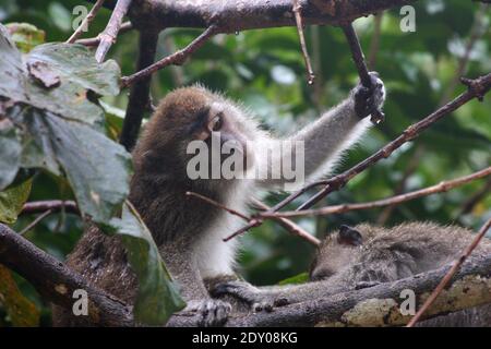 Singe macaque à longue queue dans la jungle à la rivière Kinabatangan Bornéo, mouillé par forte pluie, regardant curieusement une goutte d'eau tout en étant soigné Banque D'Images