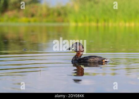 Little Grebe (Tachybaptus ruficollis), vue latérale d'un adulte dans un étang, Campanie, Italie Banque D'Images