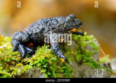 Apennine Toad à ventre jaune (Bombina pachypus), vue latérale d'un adulte sur une certaine mousse, Campanie, Italie Banque D'Images