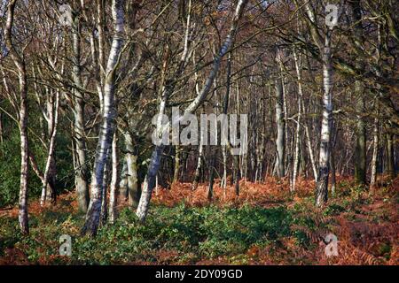 Bois de bouleau argenté en automne sur Headley Heath, Epsom, Surrey, Royaume-Uni Banque D'Images