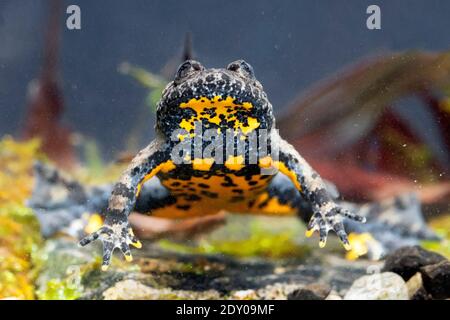 Apennine Toad à ventre jaune (Bombina pachypus), vue de face d'un adulte sous l'eau, Campanie, Italie Banque D'Images