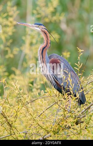 Héron violet (Ardea purpurea), vue latérale d'un adulte speré dans un arbre, Campanie, Italie Banque D'Images