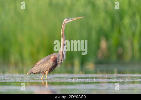 Héron violet (Ardea purpurea), vue latérale d'une immaturité dans l'eau, Campanie, Italie Banque D'Images