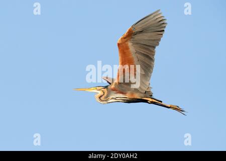 Héron violet (Ardea purpurea), vue latérale d'un adulte en vol, Campanie, Italie Banque D'Images