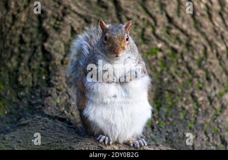 L'écureuil gris s'est engraissés et avec son manteau d'hiver bushy debout sur une racine d'arbre regardant la caméra. Banque D'Images