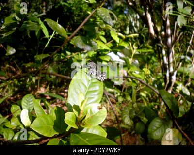 Deux petits papillons de Pierrot commun se rencontrent sur la feuille d'arbre Banque D'Images