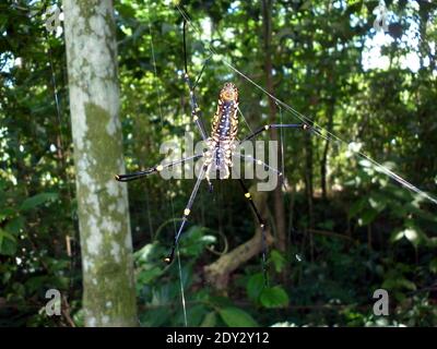 Vue arrière d'une femme géante en soie dorée Orb weaver(Nephila Pilipes) également connu sous le nom d'araignée de banane ou d'araignée de bois géant comme un animal extraterrestre Banque D'Images