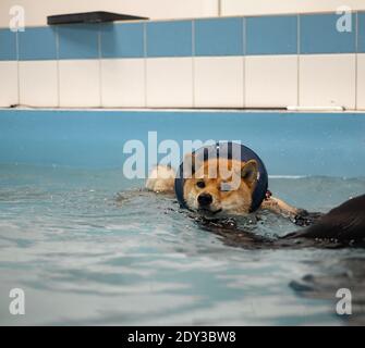 nager dans la piscine à tête rouge shiba inu Banque D'Images