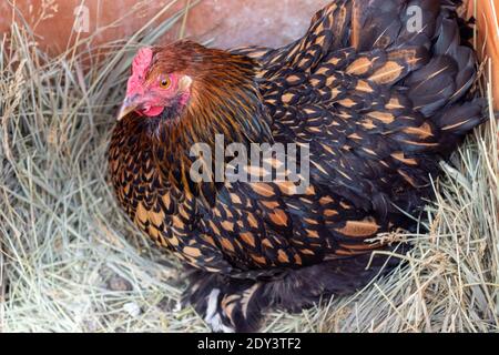 Un Hen de Bantam assis sur le dessus des oeufs dans le foin . Photo de haute qualité Banque D'Images