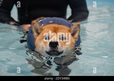 nager dans la piscine à tête rouge shiba inu Banque D'Images