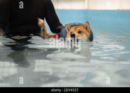 nager dans la piscine à tête rouge shiba inu Banque D'Images