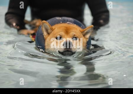 nager dans la piscine à tête rouge shiba inu Banque D'Images