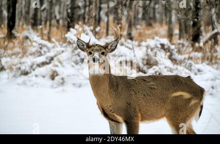 Un buck à queue blanche sur la route enneigée. Banque D'Images