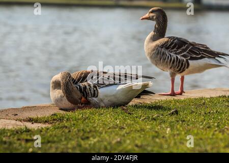 Deux oies grises sur les rives de la rivière main. Une oie nettoie son plumage. Oiseau d'eau sur prairie verte au soleil. Animal sauvage gris et blanc Banque D'Images