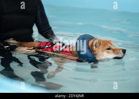 nager dans la piscine à tête rouge shiba inu Banque D'Images