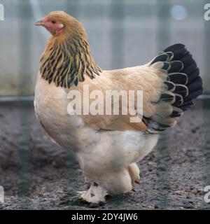 Un poulet brahma dans un poulailler Banque D'Images