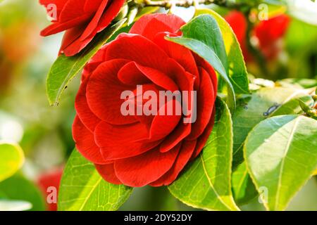 Une grande rose rouge sur un rosier au soleil. Photo détaillée d'une fleur ouverte dans un jardin sauvage. Fleur unique sur un arbuste avec des feuilles vertes au printemps Banque D'Images