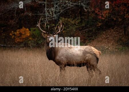 Profil de Bull Elk regardant en arrière sur le terrain d'automne dans Parc national des Great Smoky Mountains Banque D'Images