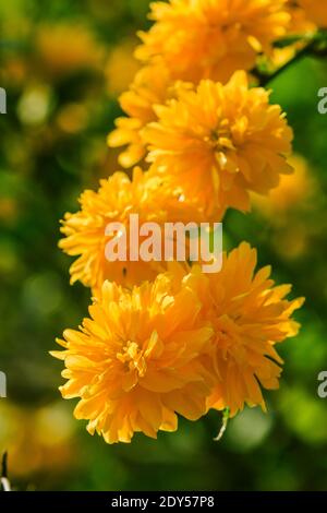 plusieurs fleurs jaunes sur un buisson à fleurs. Ranunculus japonais au soleil. Photo détaillée de fleurs japonaises avec fleurs ouvertes dans un jardin sauvage. Serveur Banque D'Images