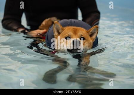 nager dans la piscine à tête rouge shiba inu Banque D'Images