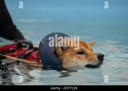 nager dans la piscine à tête rouge shiba inu Banque D'Images
