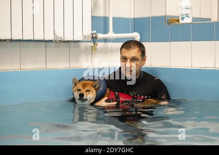nager dans la piscine à tête rouge shiba inu Banque D'Images