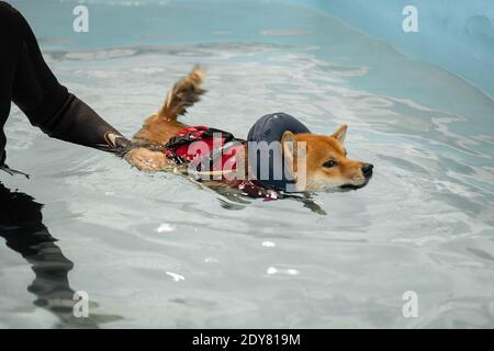 nager dans la piscine à tête rouge shiba inu Banque D'Images