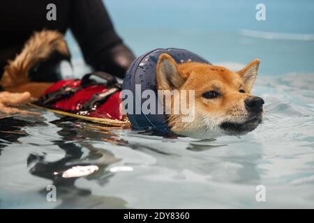 nager dans la piscine à tête rouge shiba inu Banque D'Images