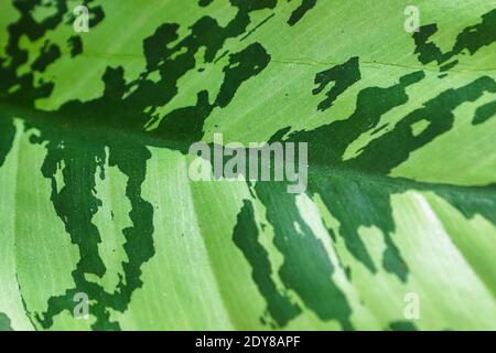 Macro des deux couleurs de ton sur une plante d'aglaonema. Banque D'Images