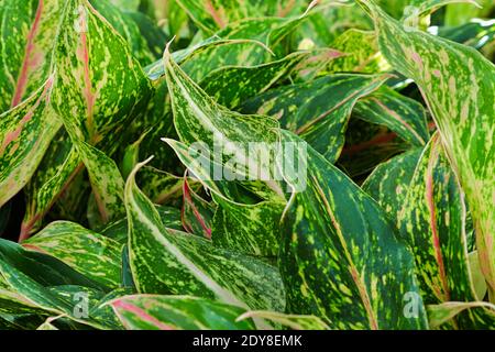 Plantes maison chinoises Evergreen, rose et argent. Banque D'Images