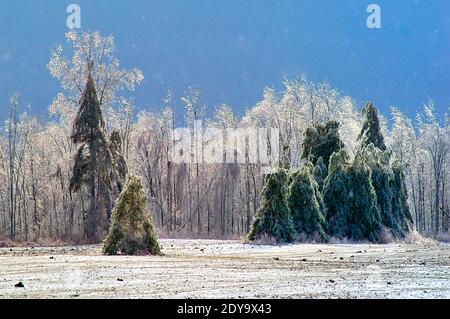 La tempête de glace d'hiver couvre le Michigan et cause la destruction en cas de pluie se transforme en glace et couvre la ligne électrique des arbres, ce qui se traduit par perte de puissance en hiver Banque D'Images